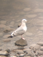 Larus argentatus vegae