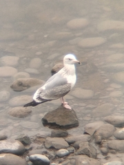 Larus argentatus vegae