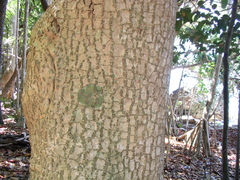 Hernandia nymphaeifolia