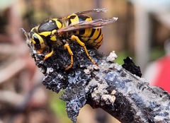 Vespula pensylvanica