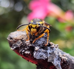 Vespula pensylvanica