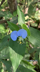 Commelina erecta