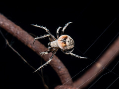 Araneus strandiellus