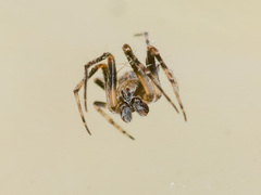 Araneus strandiellus
