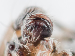 Araneus strandiellus