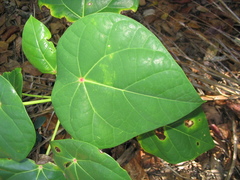 Hernandia nymphaeifolia