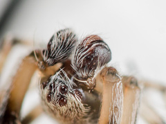 Araneus strandiellus