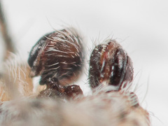 Araneus strandiellus