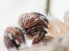 Araneus strandiellus