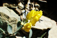 Physaria didymocarpa