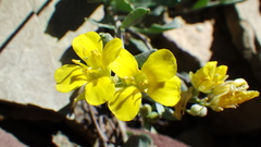 Physaria didymocarpa