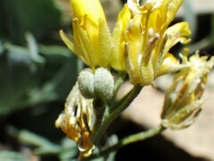 Physaria didymocarpa