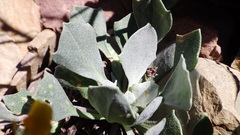 Physaria didymocarpa