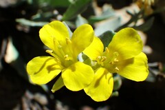 Physaria didymocarpa