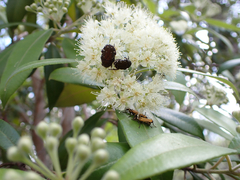 Backhousia citriodora