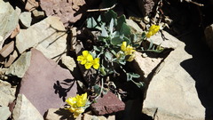 Physaria didymocarpa