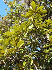 Magnoliopsida