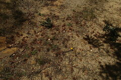 Banksia serrata