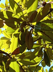 Magnoliopsida
