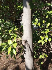 Magnoliopsida