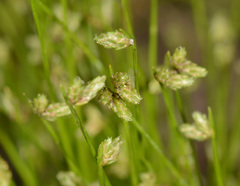 Isolepis hookeriana