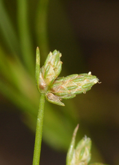 Isolepis hookeriana