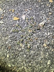 Euphorbia cryptorubra