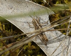 Austroicetes
