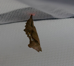 Polygonia interrogationis