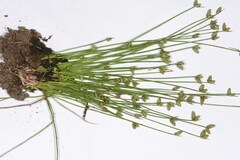 Isolepis hookeriana