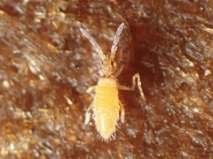 Entomobrya atrocincta
