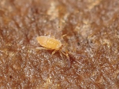 Entomobrya atrocincta