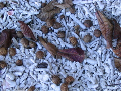 Hernandia nymphaeifolia