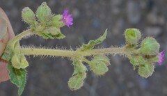 Allionia choisyi