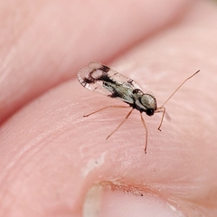 Stephanitis pyrioides