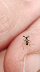 Stephanitis pyrioides