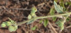 Allionia choisyi