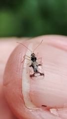 Stephanitis pyrioides