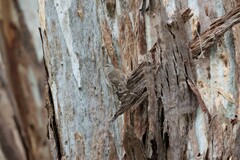 Climacteris picumnus