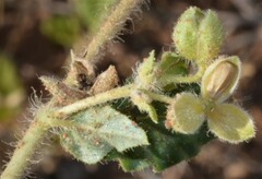 Allionia choisyi