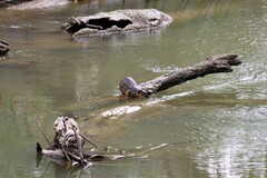 Hydromys chrysogaster