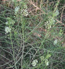 Asclepias subverticillata