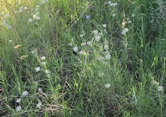 Asclepias subverticillata