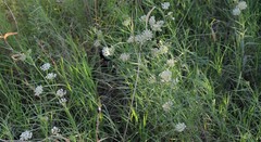 Asclepias subverticillata