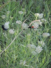 Asclepias subverticillata