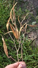 Asclepias subverticillata