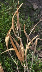 Asclepias subverticillata