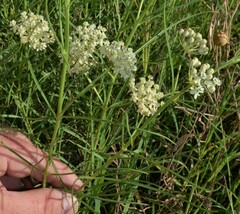 Asclepias subverticillata