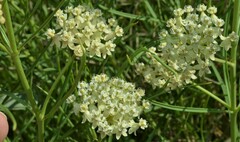 Asclepias subverticillata