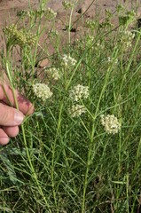 Asclepias subverticillata